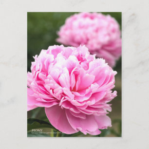 Peony : Carte postale