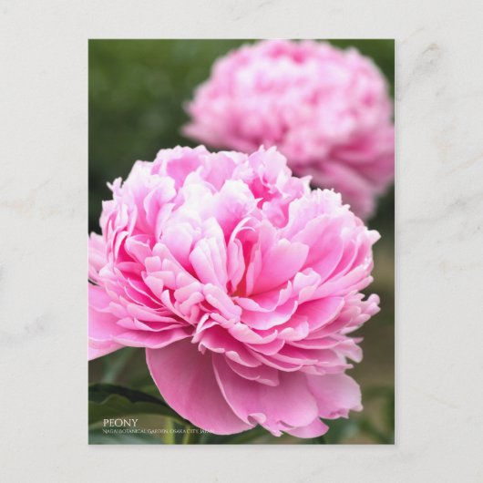 Peony : Carte postale (Devant)