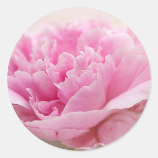 Peony closeup envelopverzegeling ronde sticker (Voorkant)