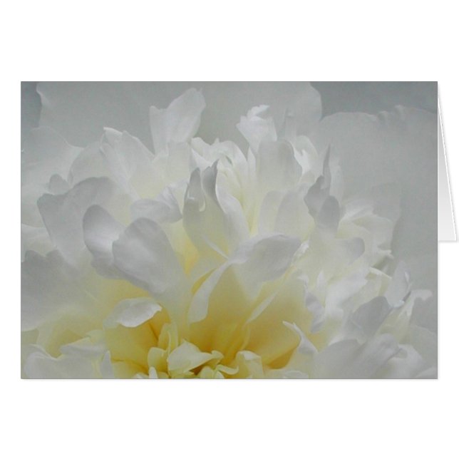 Peony Flames (Voorkant Horizontaal)