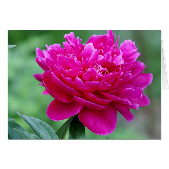 Peony flower foto (Voorkant Horizontaal)