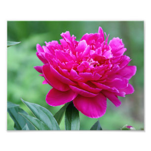 Peony flower foto afdruk