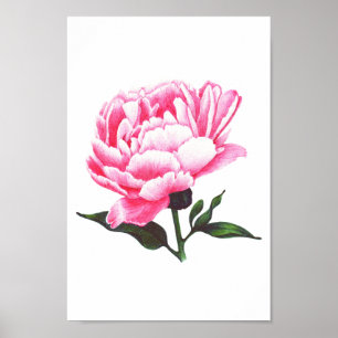 Peony Flower Illustration Pen Tekening Poster