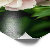 Peony Flowers Foto Afdruk (Hoek)