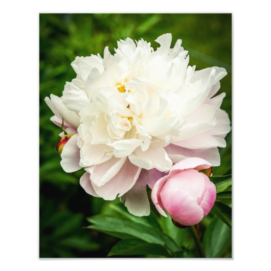 Peony Flowers Foto Afdruk (Voorkant)