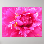 Peony in Bloom Poster (Voorkant)