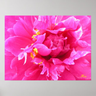 Peony in Bloom Poster