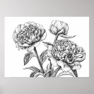 Peony-inkttekening Poster