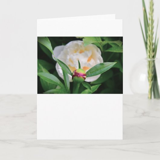 Peony, kaart (Voorkant)