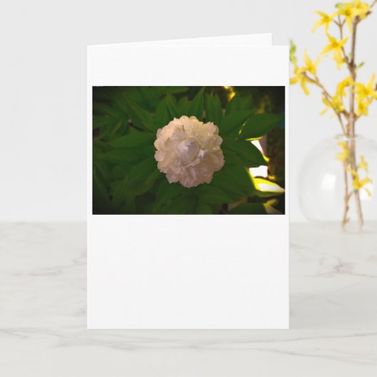 Peony, kaart (Gele Bloem)