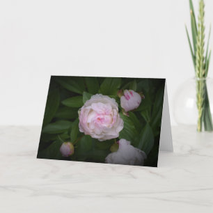 Peony, kaart
