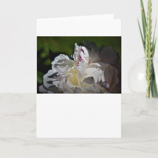 Peony, kaart (Voorkant)