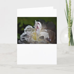 Peony, kaart
