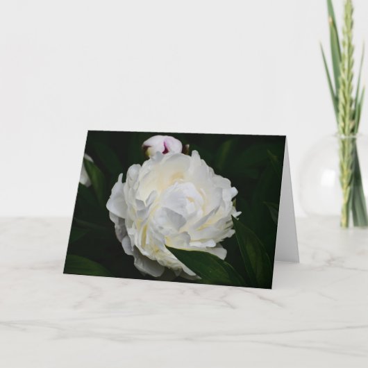 Peony, kaart (Voorkant)