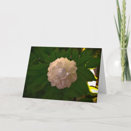 Peony, kaart (Voorkant)