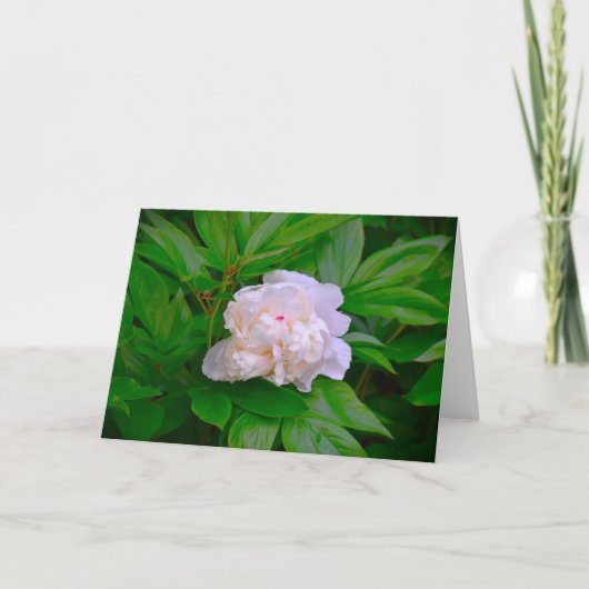 Peony, kaart (Voorkant)