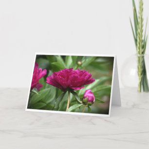 Peony, kaart