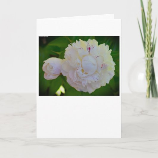 Peony, kaart (Voorkant)