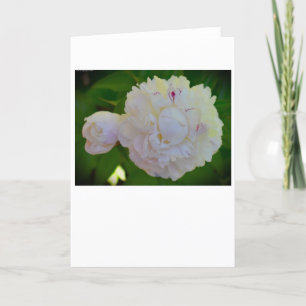 Peony, kaart