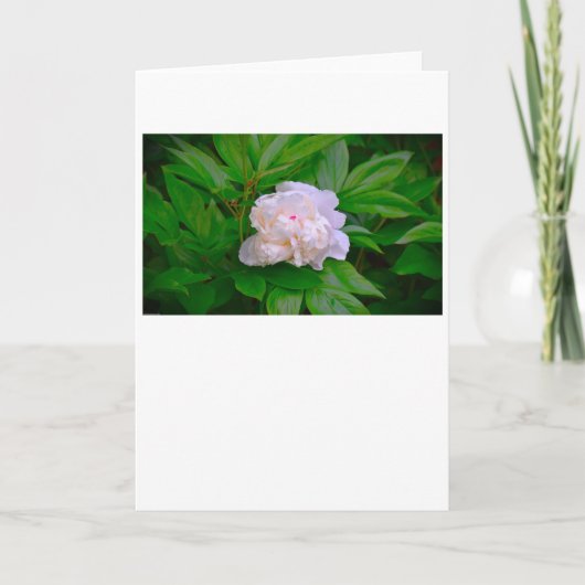 Peony, kaart (Voorkant)
