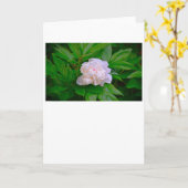 Peony, kaart (Gele Bloem)