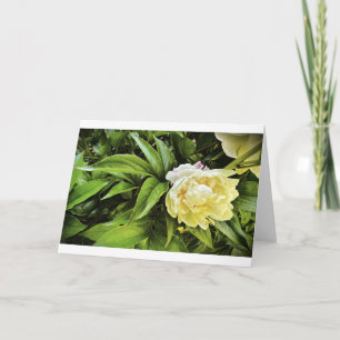 Peony, kaart