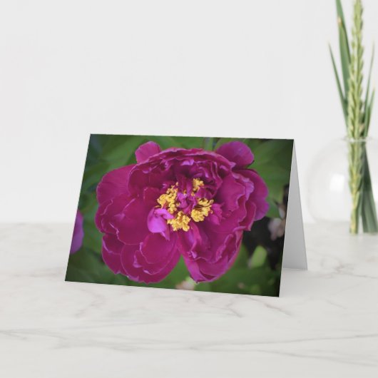 Peony, kaart (Voorkant)