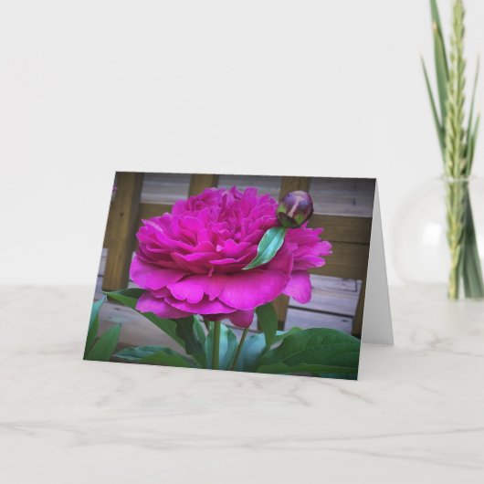 Peony, kaart (Voorkant)