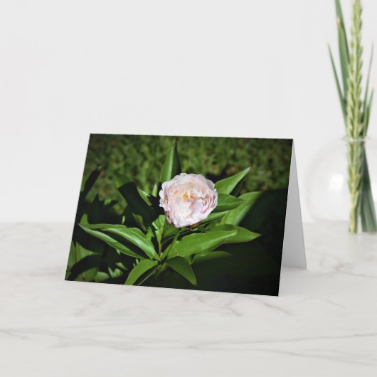 Peony, kaart (Voorkant)