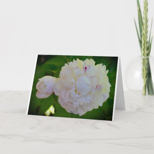 Peony, kaart (Voorkant)