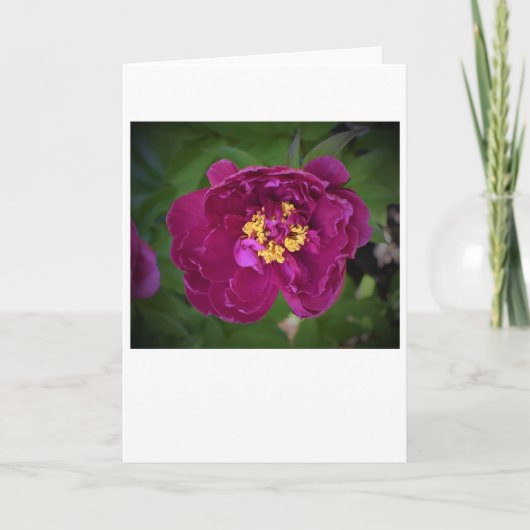 Peony, kaart (Voorkant)