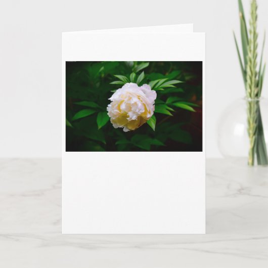 Peony, kaart (Voorkant)