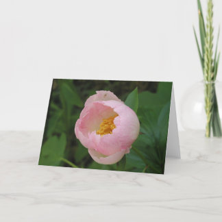 Peony Kaart