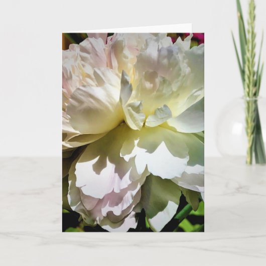 Peony, kaart (Voorkant)