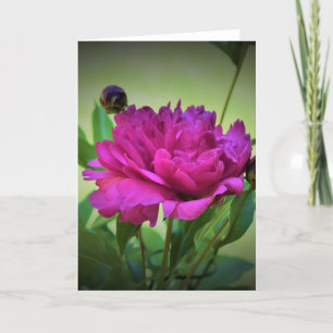 Peony, kaart