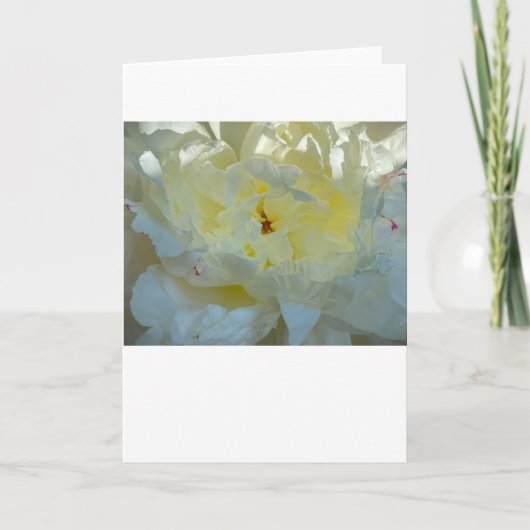 Peony, kaart (Voorkant)