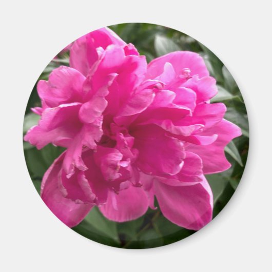 Peony Magnet Magneet (Voorkant)