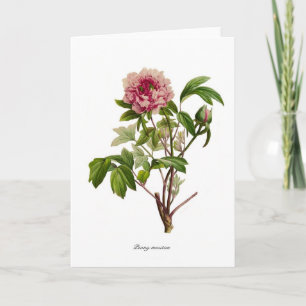 Peony moutan kaart