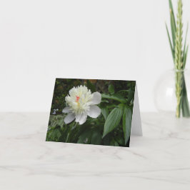 Peony (Paeonia) kaart