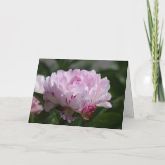 Peony "Petit Elegance" Kaart
