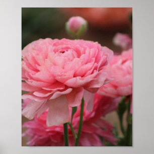 Peony Pink Ranunculus Closeup Poster