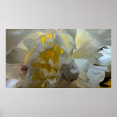 Peony Poster (Voorkant)