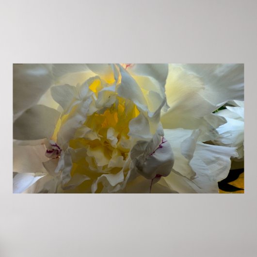 Peony Poster (Voorkant)