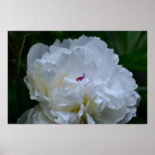 Peony Poster (Voorkant)