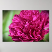 Peony Poster (Voorkant)