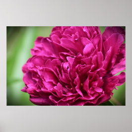 Peony Poster