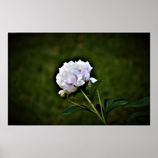 Peony Poster (Voorkant)