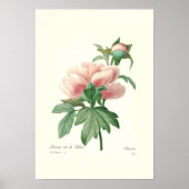 Peony Poster (Voorkant)