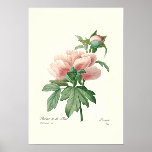 Peony Poster (Voorkant)