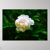 Peony Poster (Voorkant)